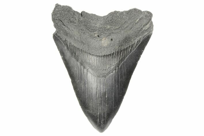 Fossil Megalodon Tooth - South Carolina #190240